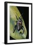 Sagra Buqueti (Frog-Legged Leaf Beetle)-Paul Starosta-Framed Photographic Print