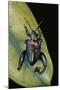 Sagra Buqueti (Frog-Legged Leaf Beetle)-Paul Starosta-Mounted Photographic Print