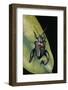 Sagra Buqueti (Frog-Legged Leaf Beetle)-Paul Starosta-Framed Photographic Print