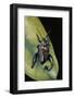 Sagra Buqueti (Frog-Legged Leaf Beetle)-Paul Starosta-Framed Photographic Print