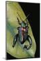 Sagra Buqueti (Frog-Legged Leaf Beetle)-Paul Starosta-Mounted Photographic Print
