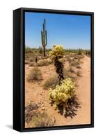 Saguaro and Cholla Cacti in the Arizona Desert-hpbfotos-Framed Stretched Canvas