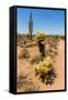 Saguaro and Cholla Cacti in the Arizona Desert-hpbfotos-Framed Stretched Canvas