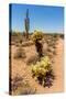 Saguaro and Cholla Cacti in the Arizona Desert-hpbfotos-Stretched Canvas