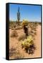 Saguaro and Cholla Cacti in the Arizona Desert-hpbfotos-Framed Stretched Canvas