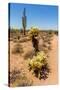 Saguaro and Cholla Cacti in the Arizona Desert-hpbfotos-Stretched Canvas