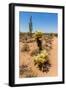 Saguaro and Cholla Cacti in the Arizona Desert-hpbfotos-Framed Photographic Print