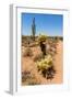 Saguaro and Cholla Cacti in the Arizona Desert-hpbfotos-Framed Photographic Print