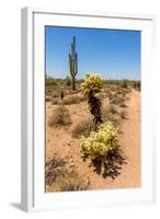 Saguaro and Cholla Cacti in the Arizona Desert-hpbfotos-Framed Photographic Print