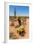 Saguaro and Cholla Cacti in the Arizona Desert-hpbfotos-Framed Photographic Print