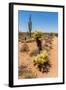 Saguaro and Cholla Cacti in the Arizona Desert-hpbfotos-Framed Photographic Print