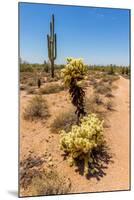 Saguaro and Cholla Cacti in the Arizona Desert-hpbfotos-Mounted Photographic Print