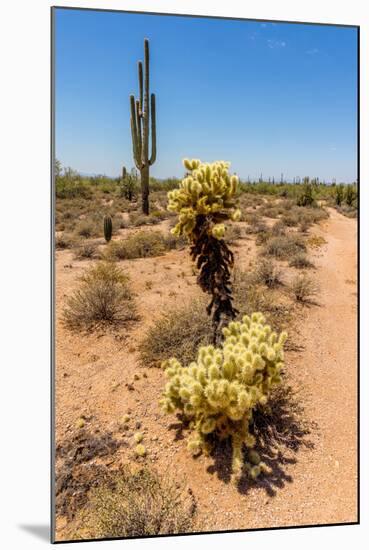 Saguaro and Cholla Cacti in the Arizona Desert-hpbfotos-Mounted Photographic Print