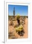 Saguaro and Cholla Cacti in the Arizona Desert-hpbfotos-Framed Photographic Print