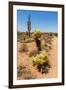 Saguaro and Cholla Cacti in the Arizona Desert-hpbfotos-Framed Photographic Print