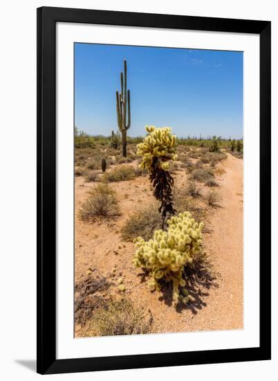 Saguaro and Cholla Cacti in the Arizona Desert-hpbfotos-Framed Photographic Print