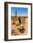 Saguaro and Cholla Cacti in the Arizona Desert-hpbfotos-Framed Photographic Print