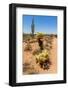 Saguaro and Cholla Cacti in the Arizona Desert-hpbfotos-Framed Photographic Print