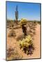 Saguaro and Cholla Cacti in the Arizona Desert-hpbfotos-Mounted Photographic Print