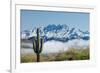 Saguaro and Four Peaks-raphoto-Framed Photographic Print