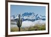 Saguaro and Four Peaks-raphoto-Framed Photographic Print
