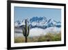 Saguaro and Four Peaks-raphoto-Framed Photographic Print