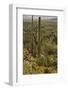 Saguaro and Prickly Pear Cacti, Signal Hill, Saguaro NP, Arizona, Usa-Michel Hersen-Framed Photographic Print