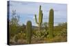Saguaro and Prickly Pear, Rincon District, Saguaro NP, Arizona, Usa-Michel Hersen-Stretched Canvas