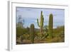 Saguaro and Prickly Pear, Rincon District, Saguaro NP, Arizona, Usa-Michel Hersen-Framed Photographic Print