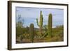 Saguaro and Prickly Pear, Rincon District, Saguaro NP, Arizona, Usa-Michel Hersen-Framed Photographic Print
