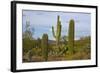 Saguaro and Prickly Pear, Rincon District, Saguaro NP, Arizona, Usa-Michel Hersen-Framed Photographic Print