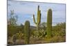 Saguaro and Prickly Pear, Rincon District, Saguaro NP, Arizona, Usa-Michel Hersen-Mounted Photographic Print