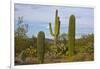 Saguaro and Prickly Pear, Rincon District, Saguaro NP, Arizona, Usa-Michel Hersen-Framed Photographic Print