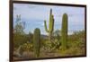 Saguaro and Prickly Pear, Rincon District, Saguaro NP, Arizona, Usa-Michel Hersen-Framed Photographic Print