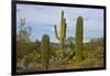 Saguaro and Prickly Pear, Rincon District, Saguaro NP, Arizona, Usa-Michel Hersen-Framed Photographic Print