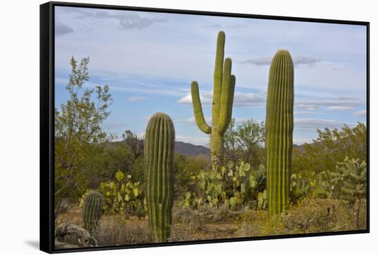 Saguaro and Prickly Pear, Rincon District, Saguaro NP, Arizona, Usa-Michel Hersen-Framed Stretched Canvas