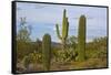 Saguaro and Prickly Pear, Rincon District, Saguaro NP, Arizona, Usa-Michel Hersen-Framed Stretched Canvas