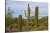 Saguaro and Prickly Pear, Rincon District, Saguaro NP, Arizona, Usa-Michel Hersen-Stretched Canvas
