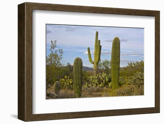 Saguaro and Prickly Pear, Rincon District, Saguaro NP, Arizona, Usa-Michel Hersen-Framed Photographic Print