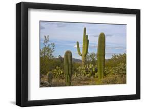 Saguaro and Prickly Pear, Rincon District, Saguaro NP, Arizona, Usa-Michel Hersen-Framed Photographic Print