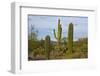 Saguaro and Prickly Pear, Rincon District, Saguaro NP, Arizona, Usa-Michel Hersen-Framed Photographic Print