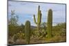 Saguaro and Prickly Pear, Rincon District, Saguaro NP, Arizona, Usa-Michel Hersen-Mounted Photographic Print