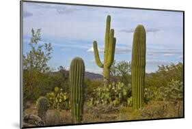 Saguaro and Prickly Pear, Rincon District, Saguaro NP, Arizona, Usa-Michel Hersen-Mounted Photographic Print