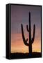 Saguaro at Sunset, Tonto National Forest Arizona, USA-Jamie & Judy Wild-Framed Stretched Canvas