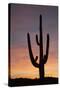 Saguaro at Sunset, Tonto National Forest Arizona, USA-Jamie & Judy Wild-Stretched Canvas