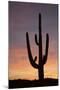 Saguaro at Sunset, Tonto National Forest Arizona, USA-Jamie & Judy Wild-Mounted Photographic Print