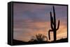 Saguaro at Sunset, Tonto National Forest Arizona, USA-Jamie & Judy Wild-Framed Stretched Canvas