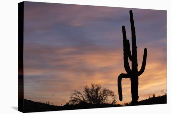 Saguaro at Sunset, Tonto National Forest Arizona, USA-Jamie & Judy Wild-Stretched Canvas