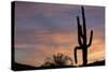 Saguaro at Sunset, Tonto National Forest Arizona, USA-Jamie & Judy Wild-Stretched Canvas