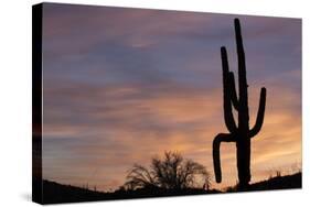 Saguaro at Sunset, Tonto National Forest Arizona, USA-Jamie & Judy Wild-Stretched Canvas